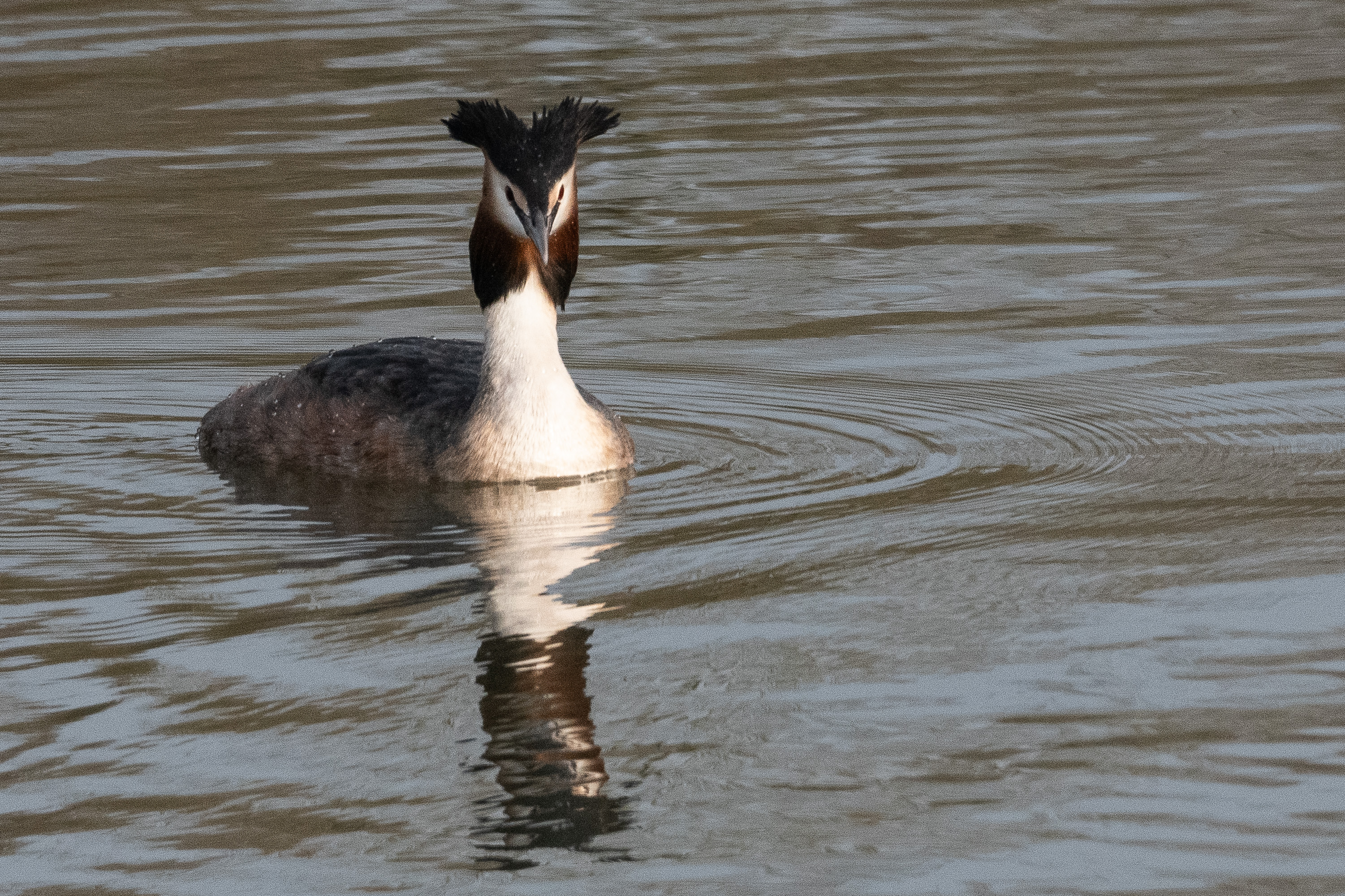 Grèbe huppé adulte en période nuptiale (Great crested grebe, Podiceps cristatus), Réserve naturelle de Mont-Bernanchon, Hauts de France.